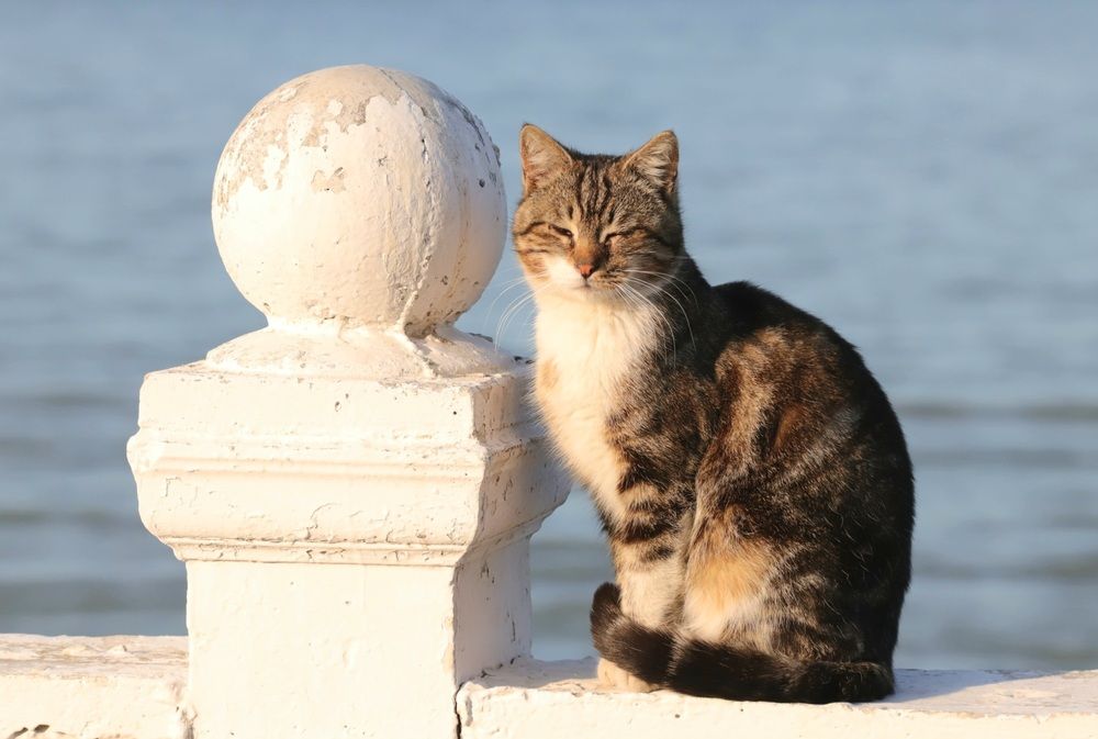 Photograph by Alexei Kriptozoy