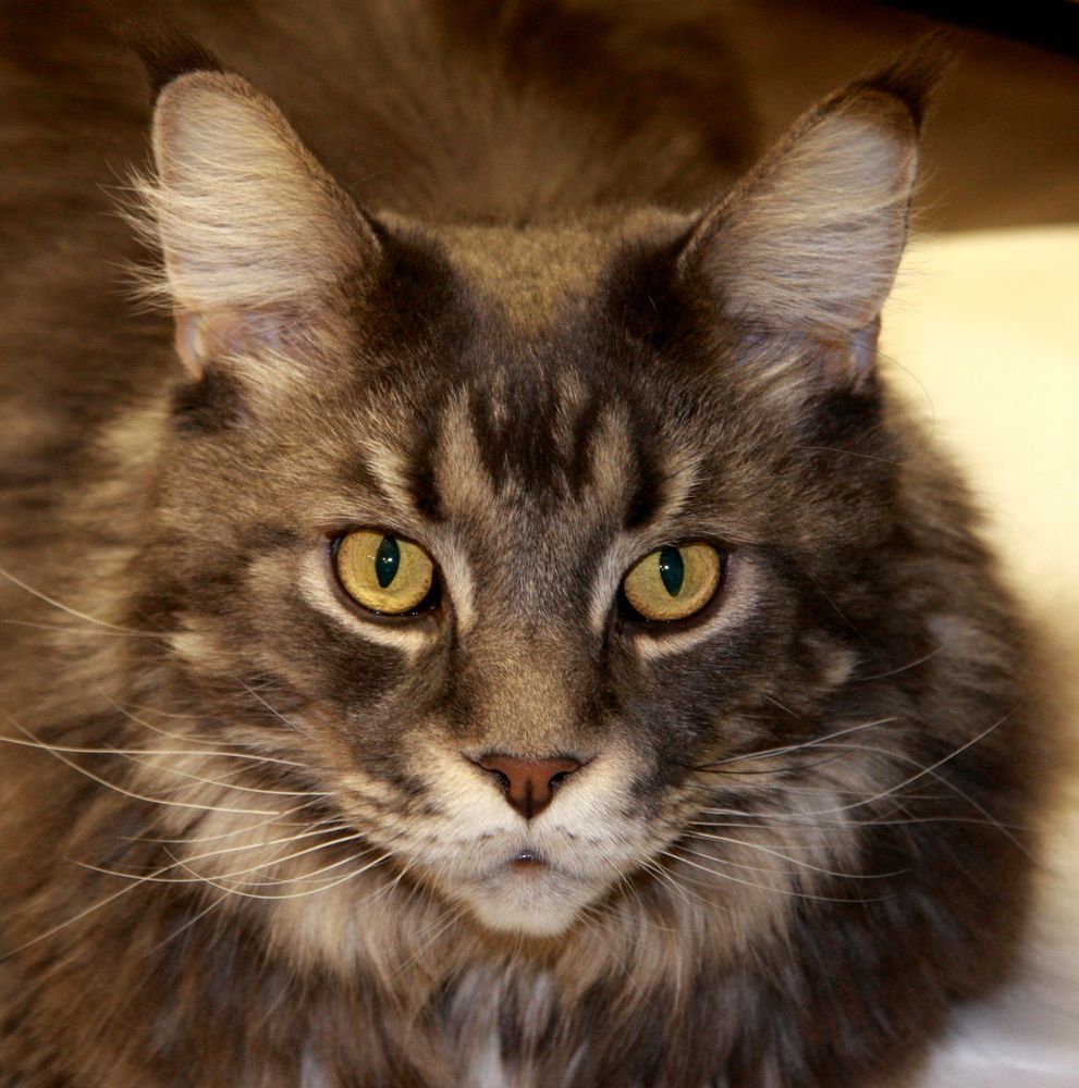 Фотография автора Nelya  Lysenko