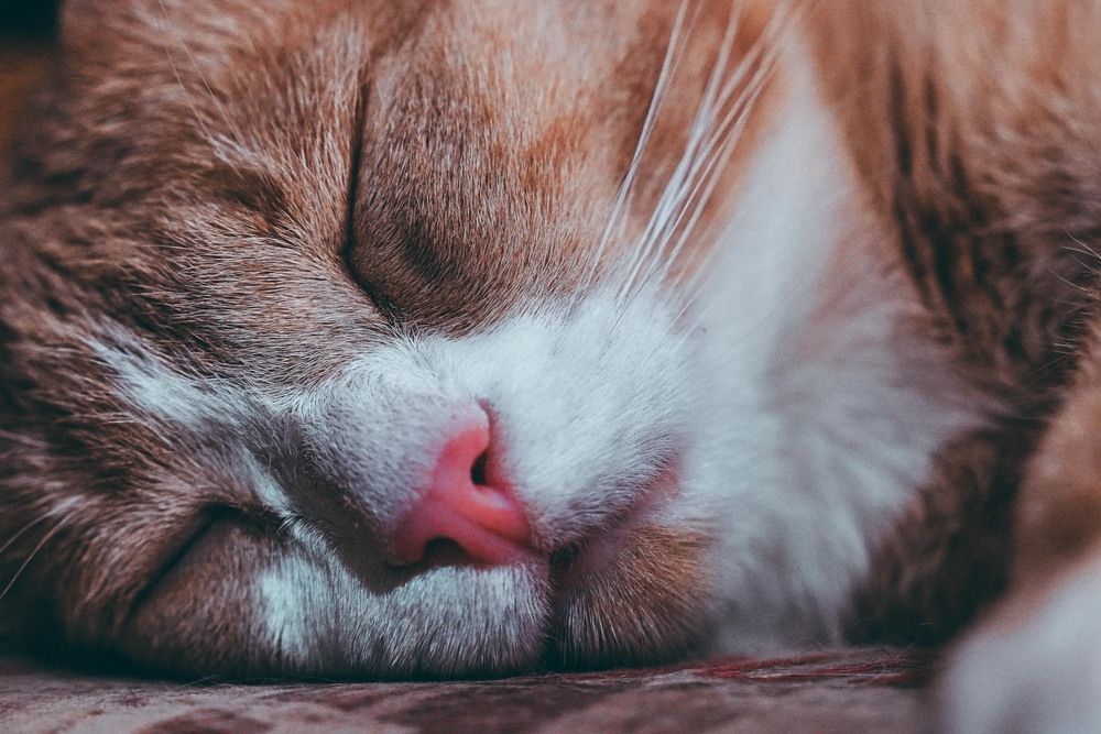 Photograph by Константин Рубис