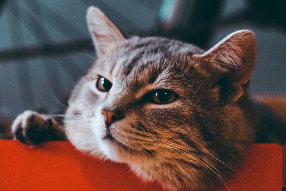 Photograph by Константин Рубис