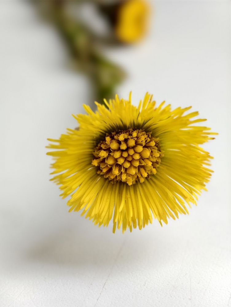 Одинокий желтый цветок на белом поле.