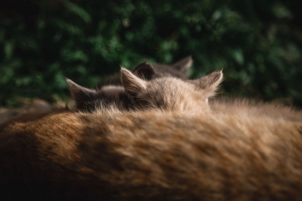 Photograph by Инна Тычная