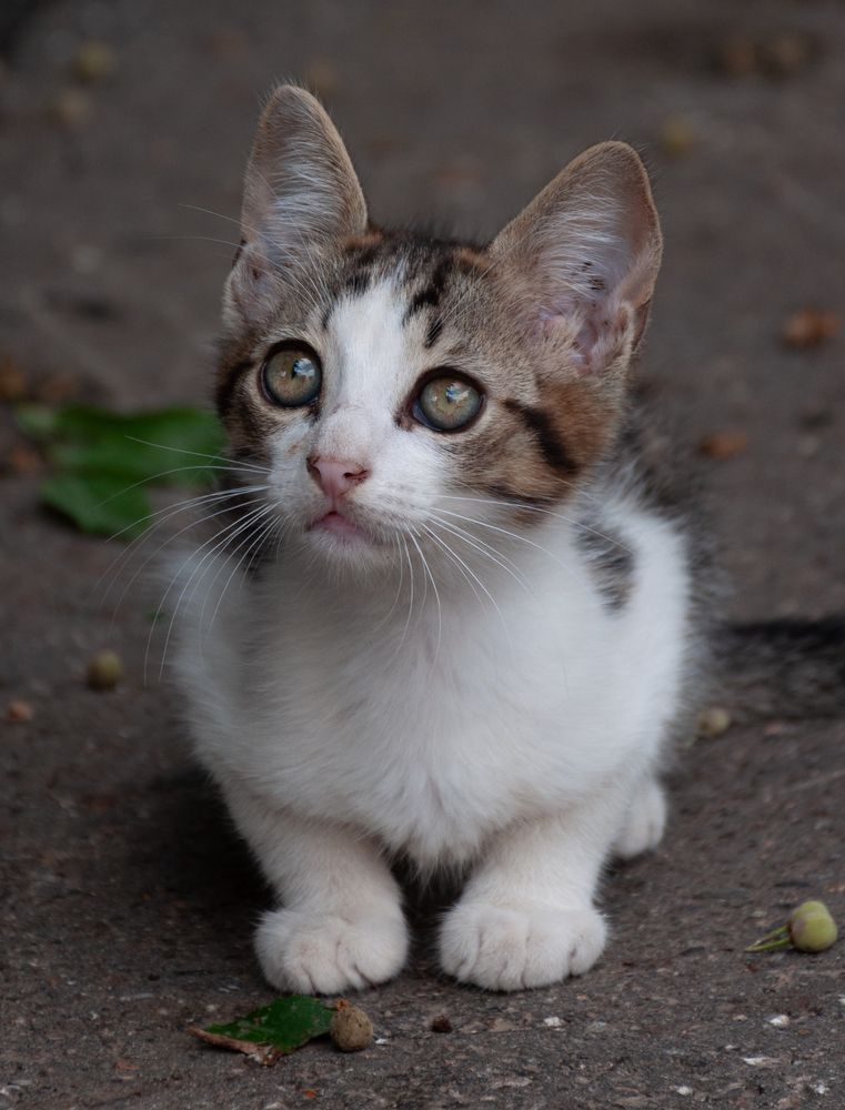 Photograph by Dragan Leles