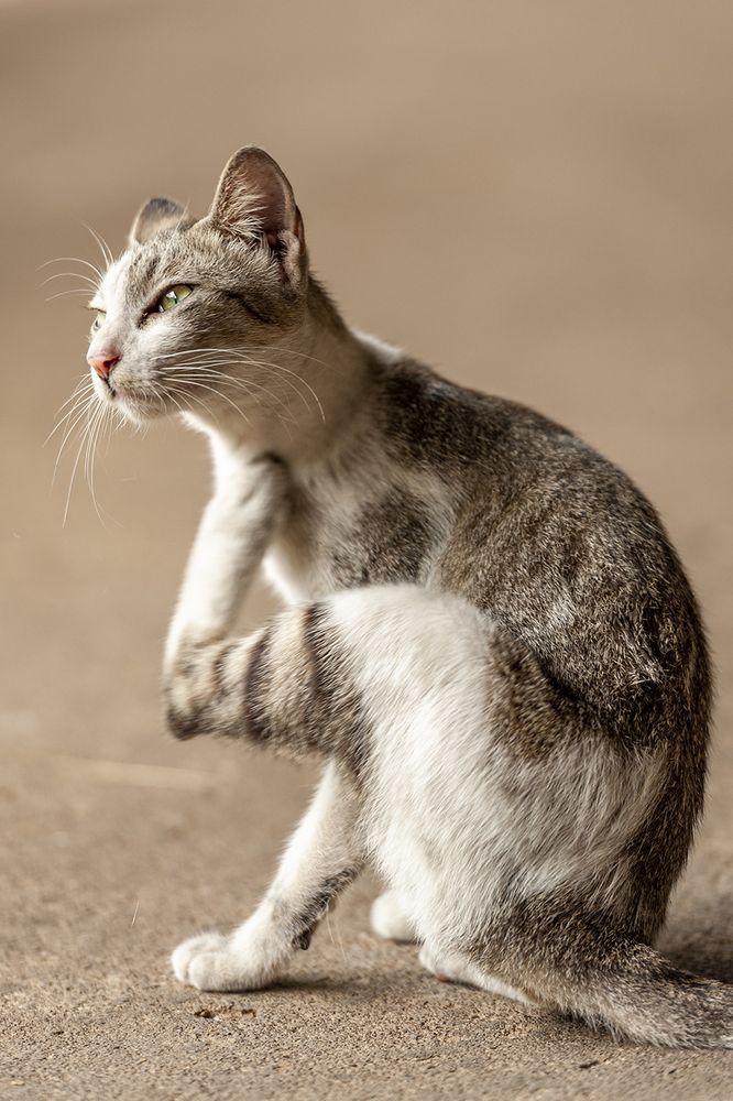 Photograph by Nguyen Minh