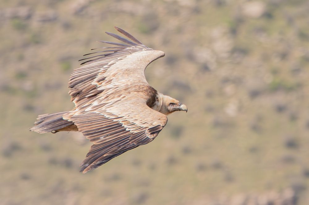 Photograph by Alexei Kriptozoy