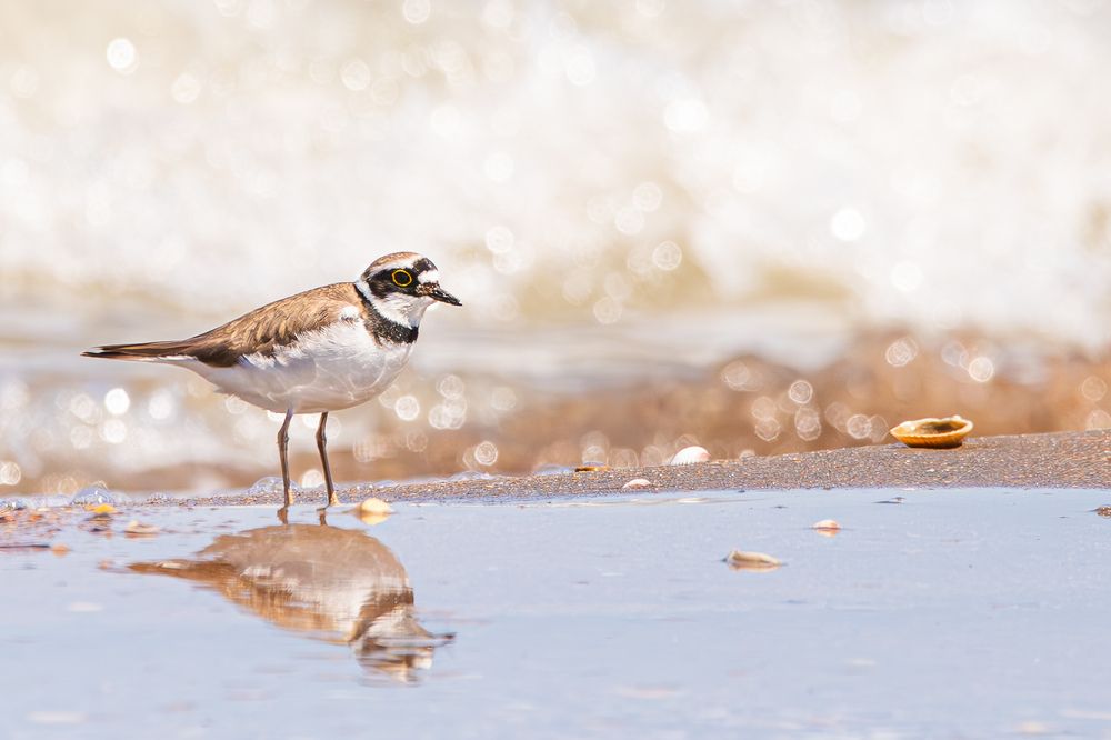 Photograph by Alexei Kriptozoy