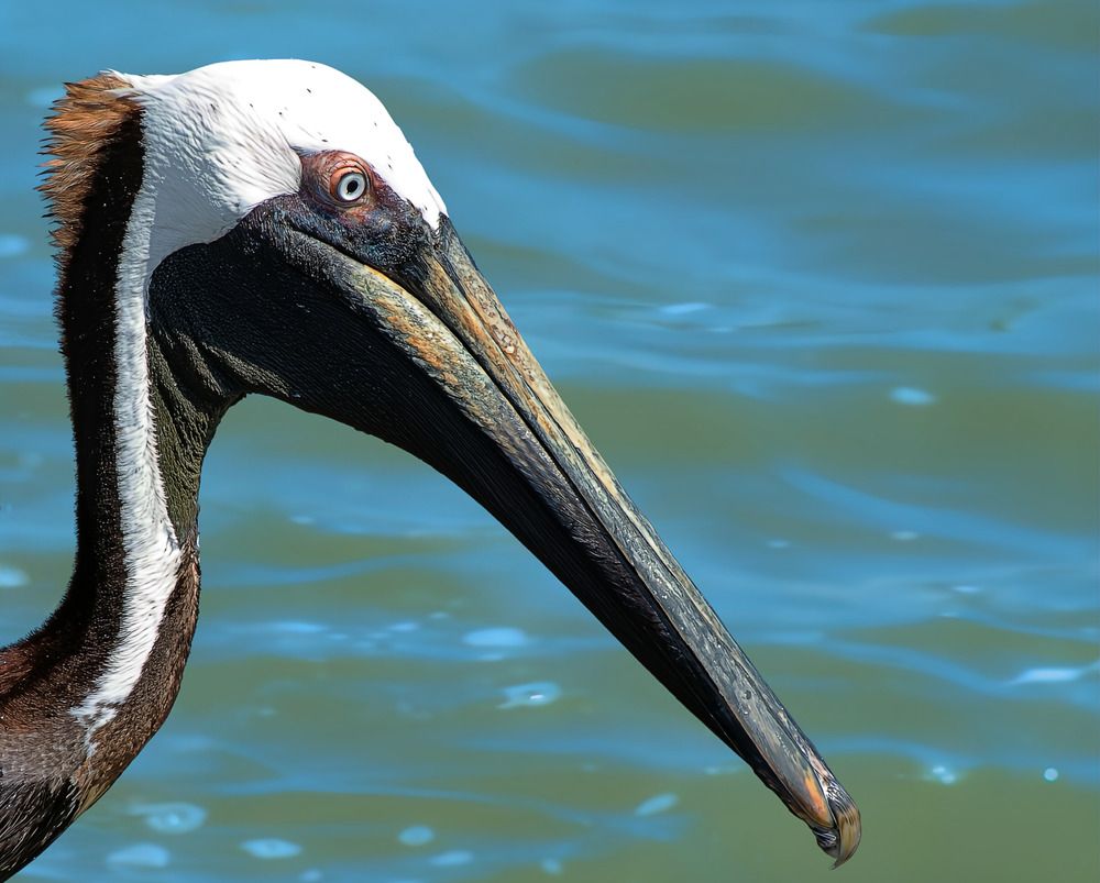Side Portrait of a Coastal Icon: The Brown Pelican