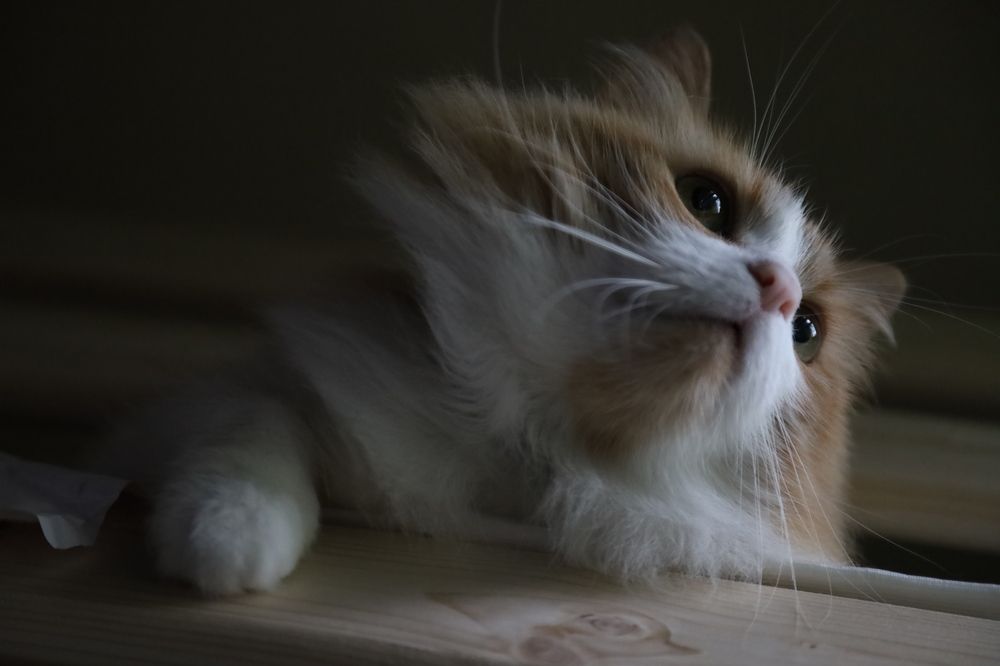 Фотография автора Станислава Гордеева