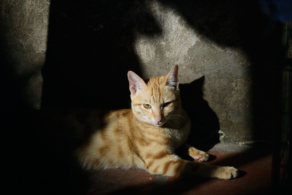 Фотография автора Bùi Nguyễn