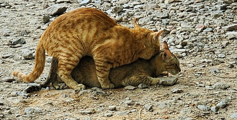 Photograph by G GOVIL