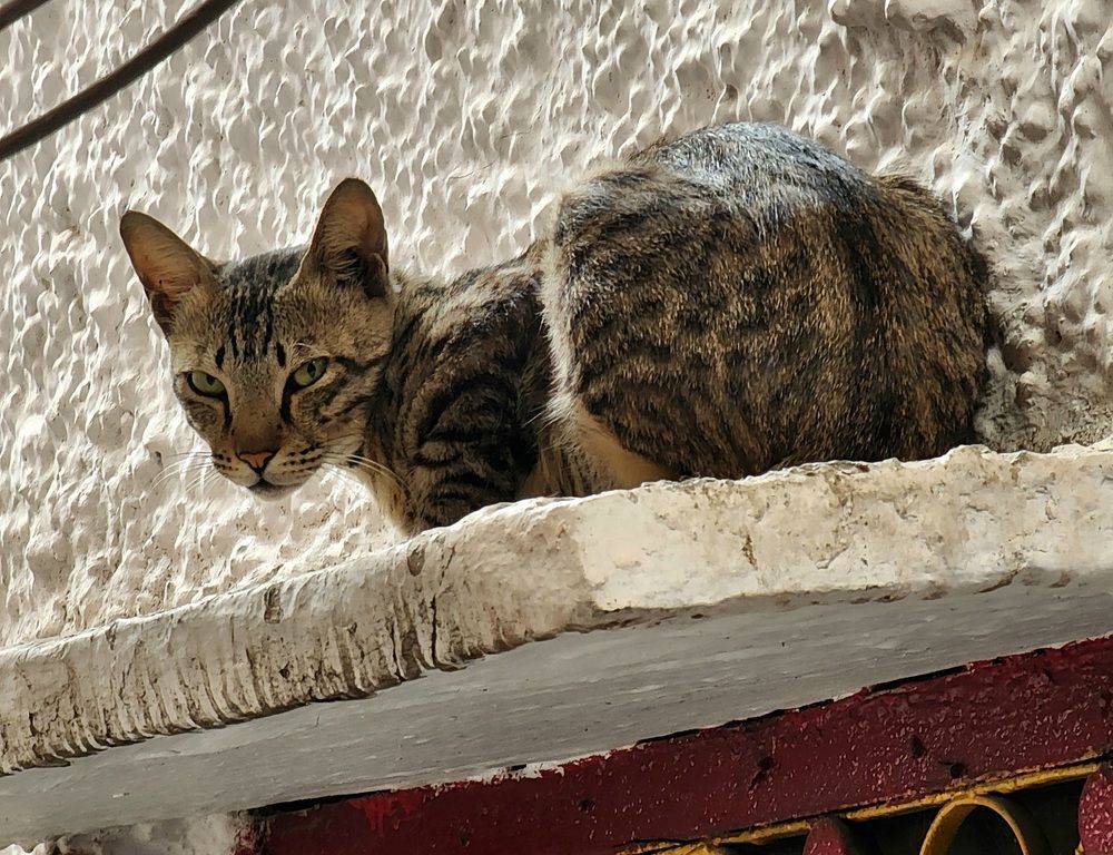 Photograph by G GOVIL