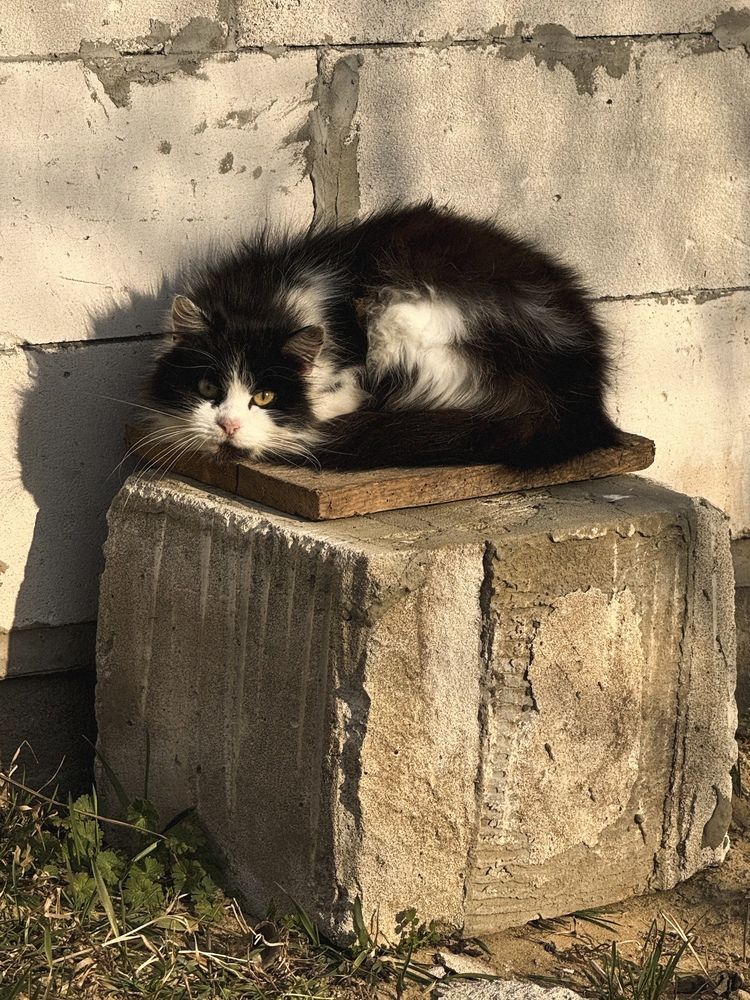 Фотография автора Анна Балабан