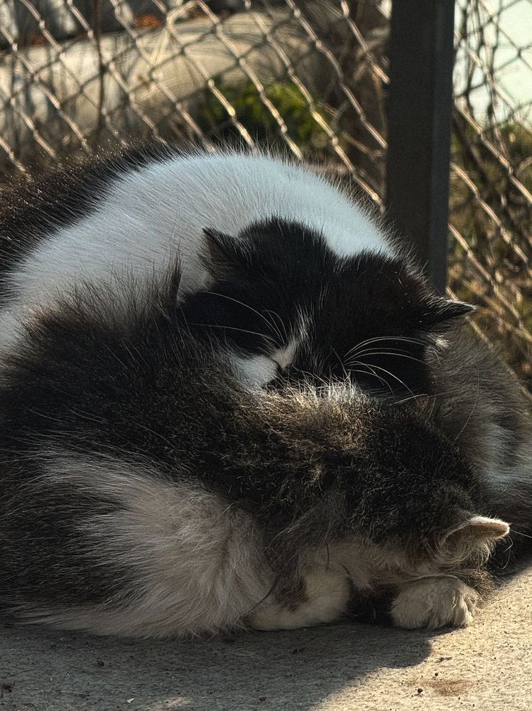 Фотография автора Анна Балабан