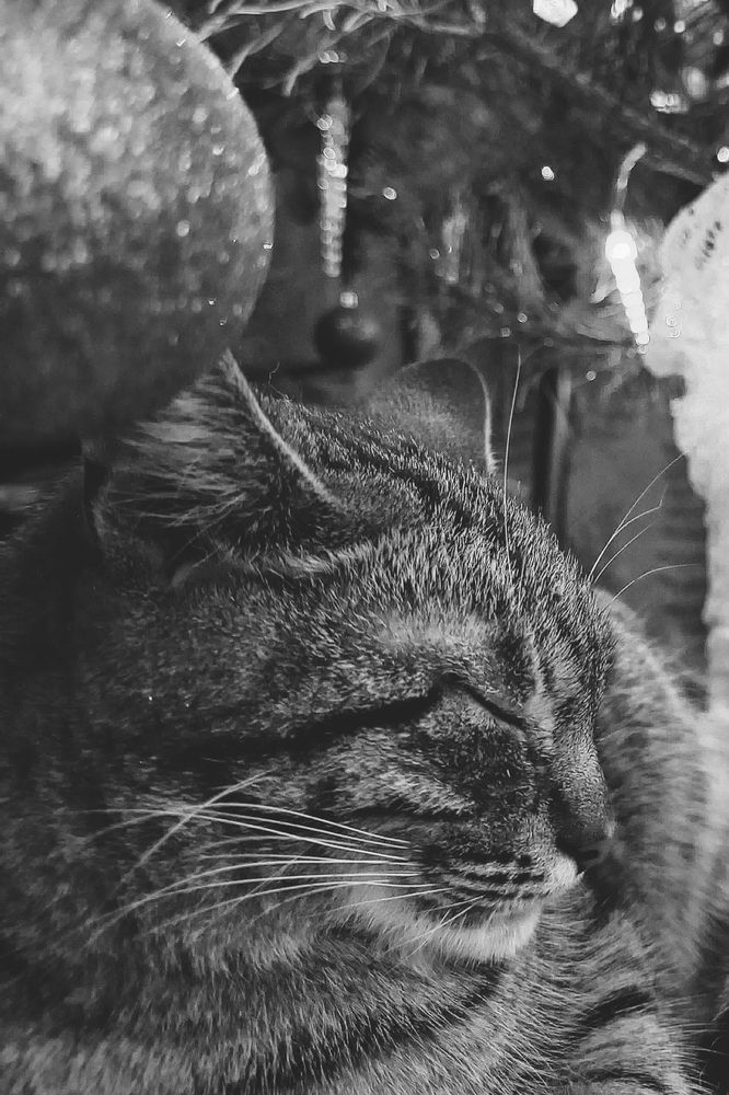 Photograph by Елена (Reed) Кузнецова