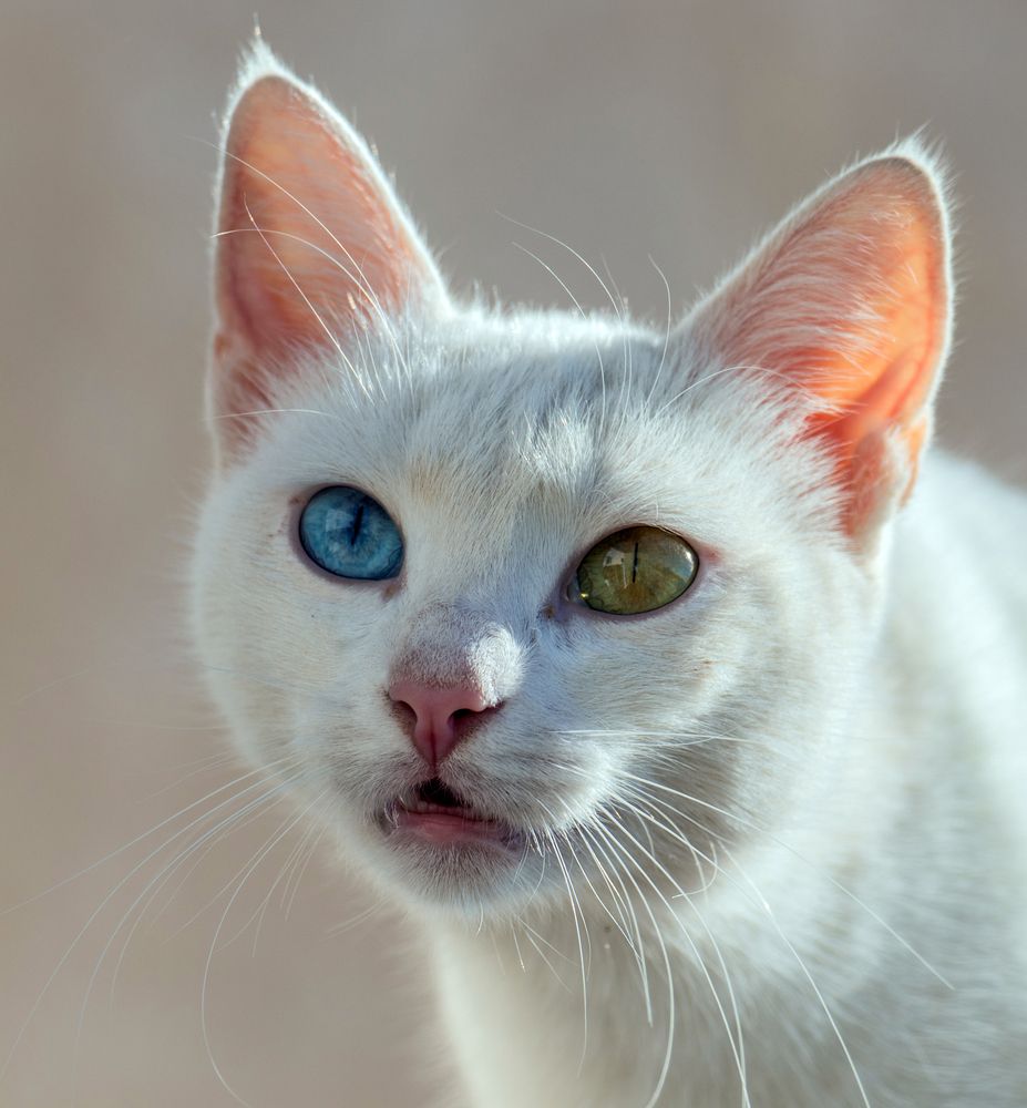 Фотография автора Ismail SAIDI