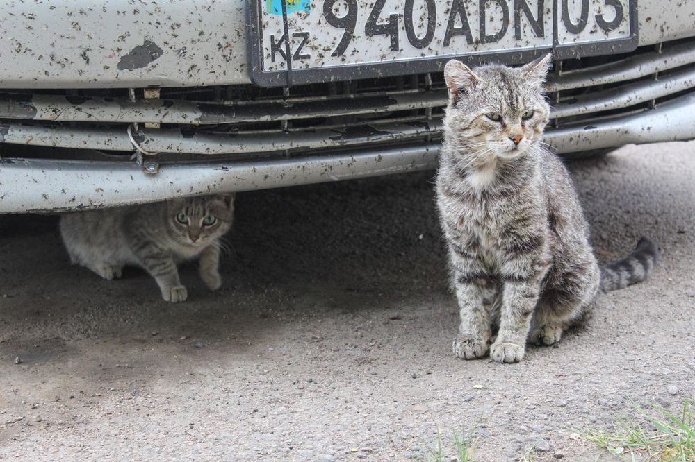 Фотография автора Марина Борисова