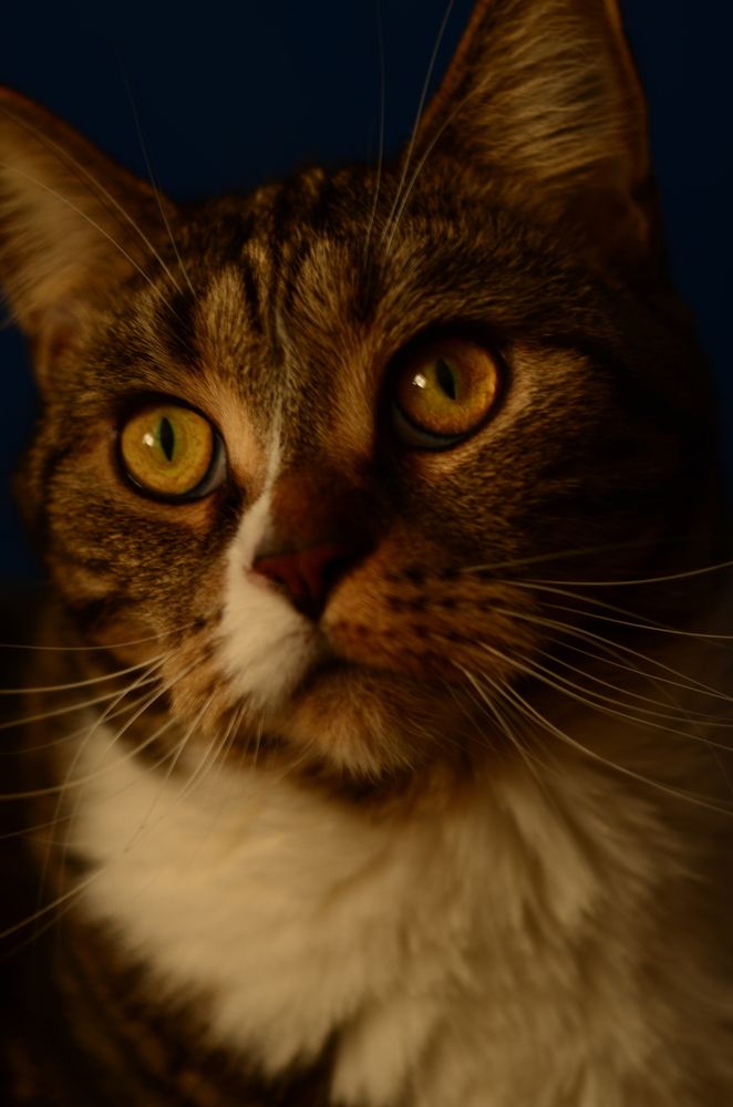 Фотография автора Елена Плешкова