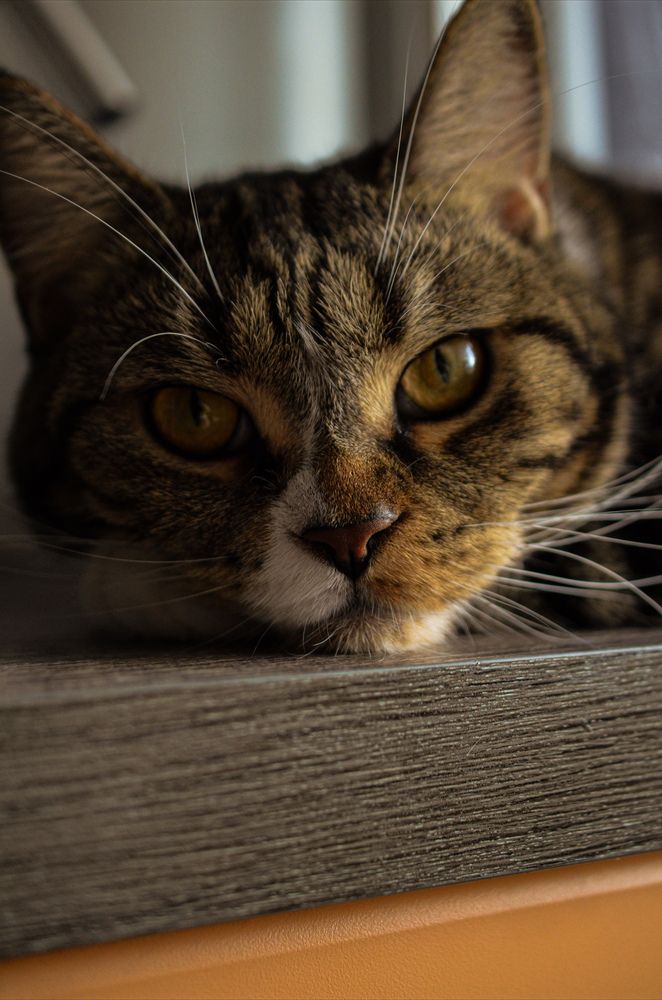 Фотография автора Елена Плешкова