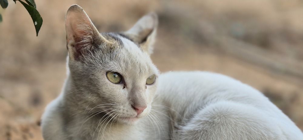 Фотография автора Dipayan Debbarma