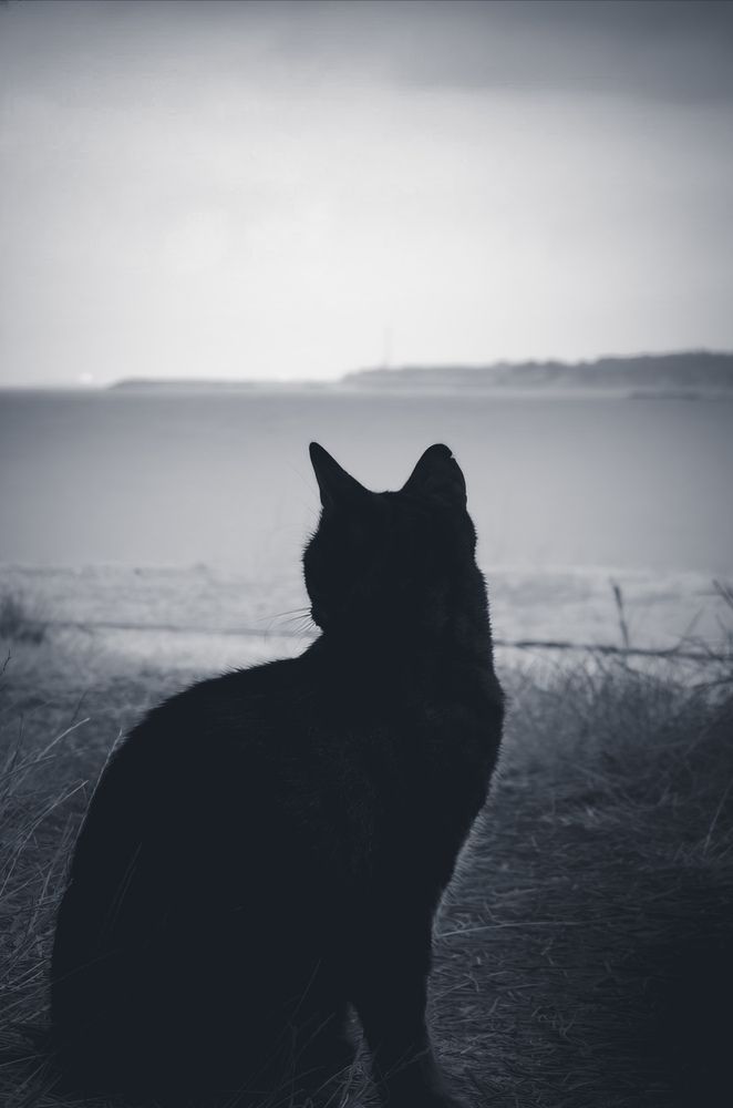 Фотография автора Лада Еремеева