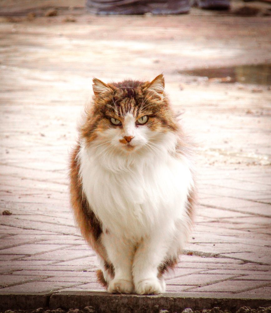 Фотография автора Лада Еремеева