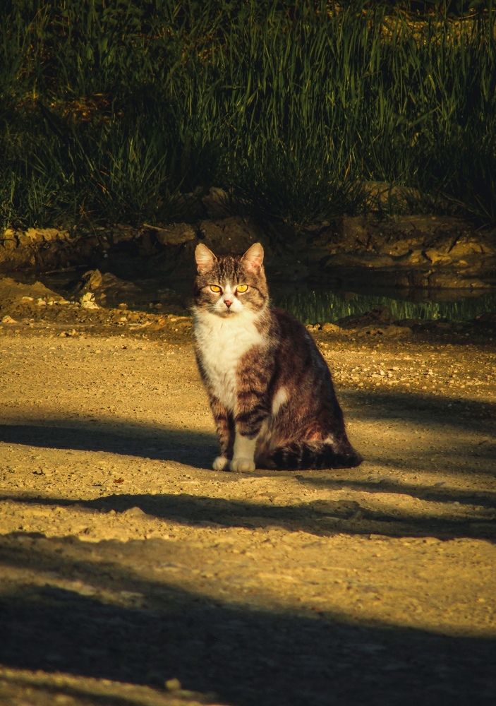 Фотография автора Лада Еремеева