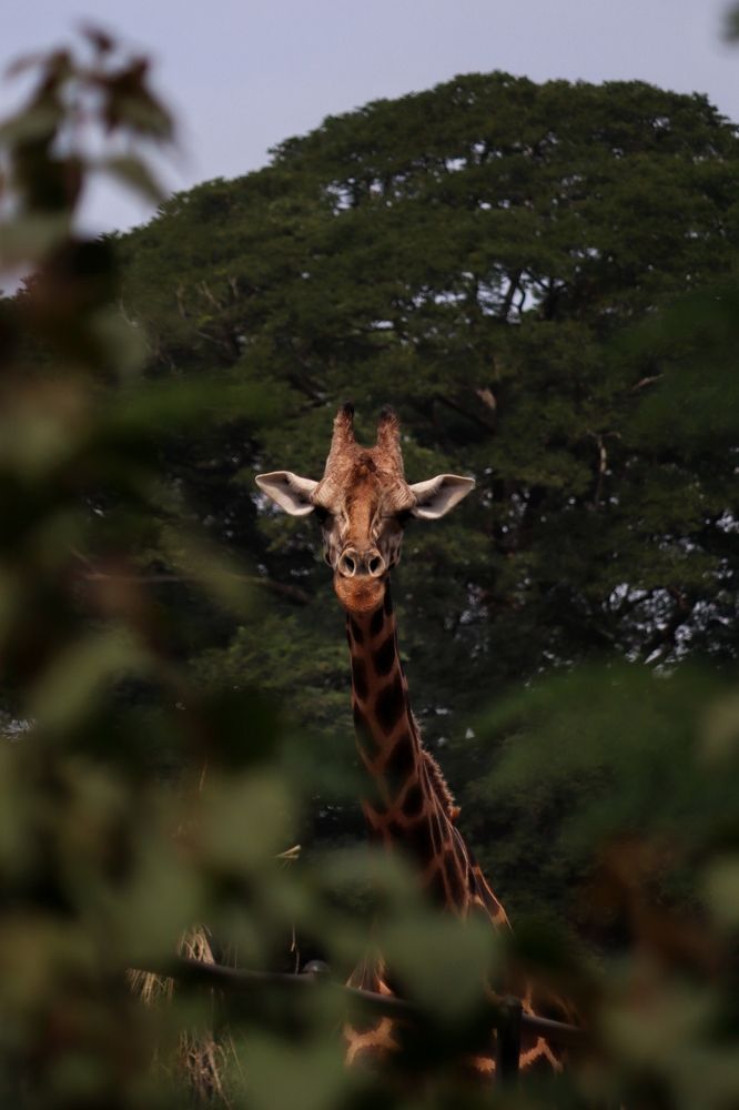 Photograph by Hari Raghavan
