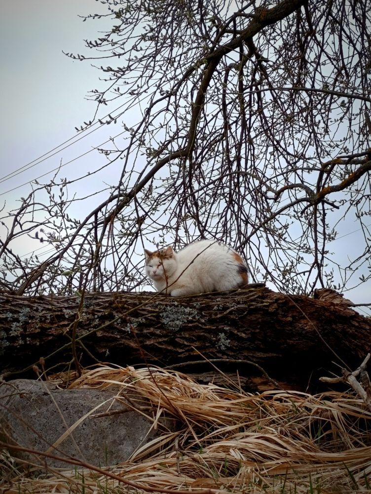 Photograph by Валерия Николаева