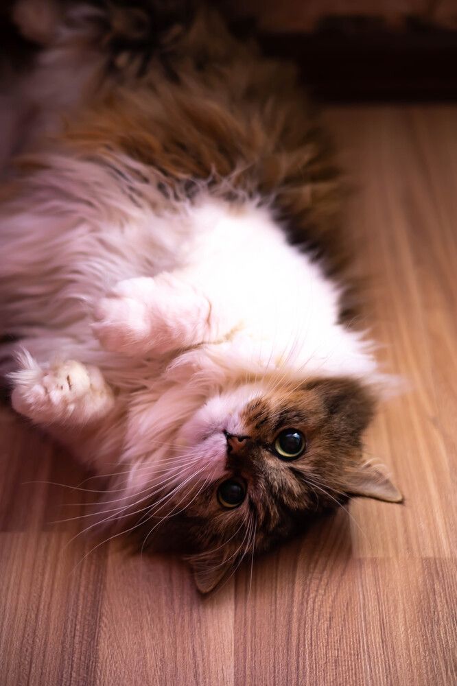 Photograph by Юлия Синицына