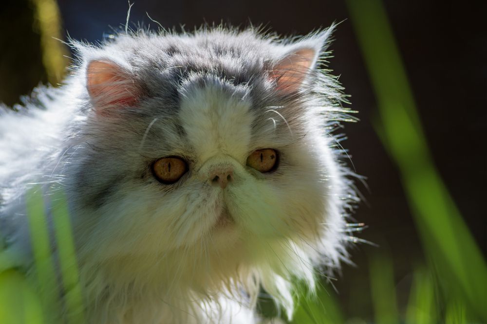 Фотография автора Mika Mgla