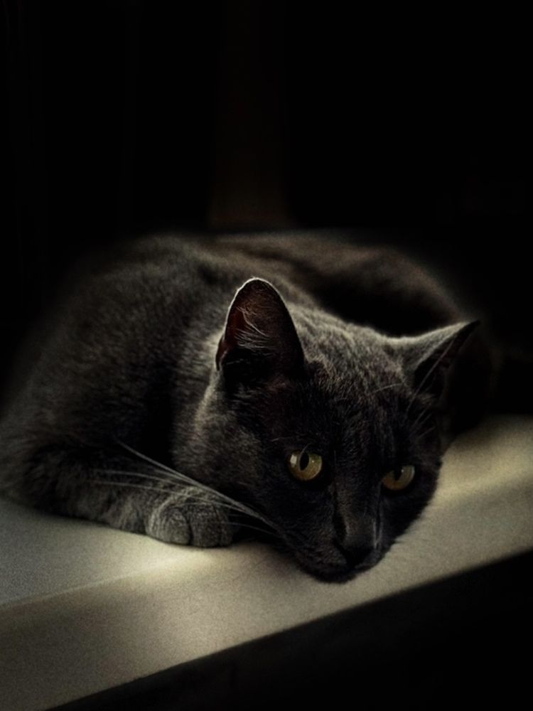 Фотография автора Анна Балабан