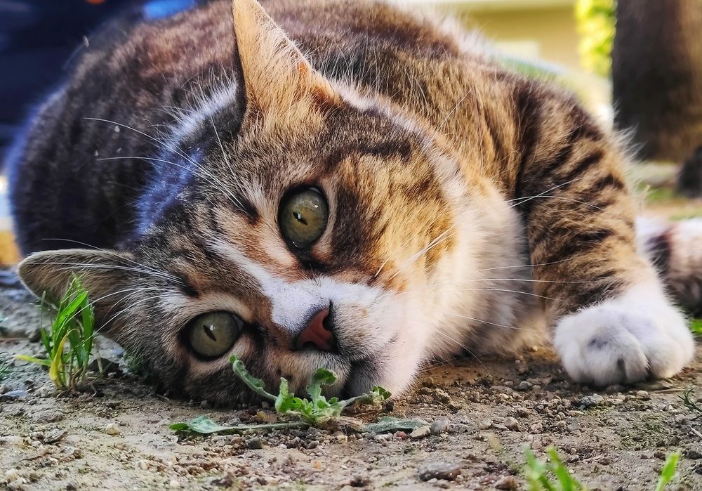 Фотография автора axilleas kampouris