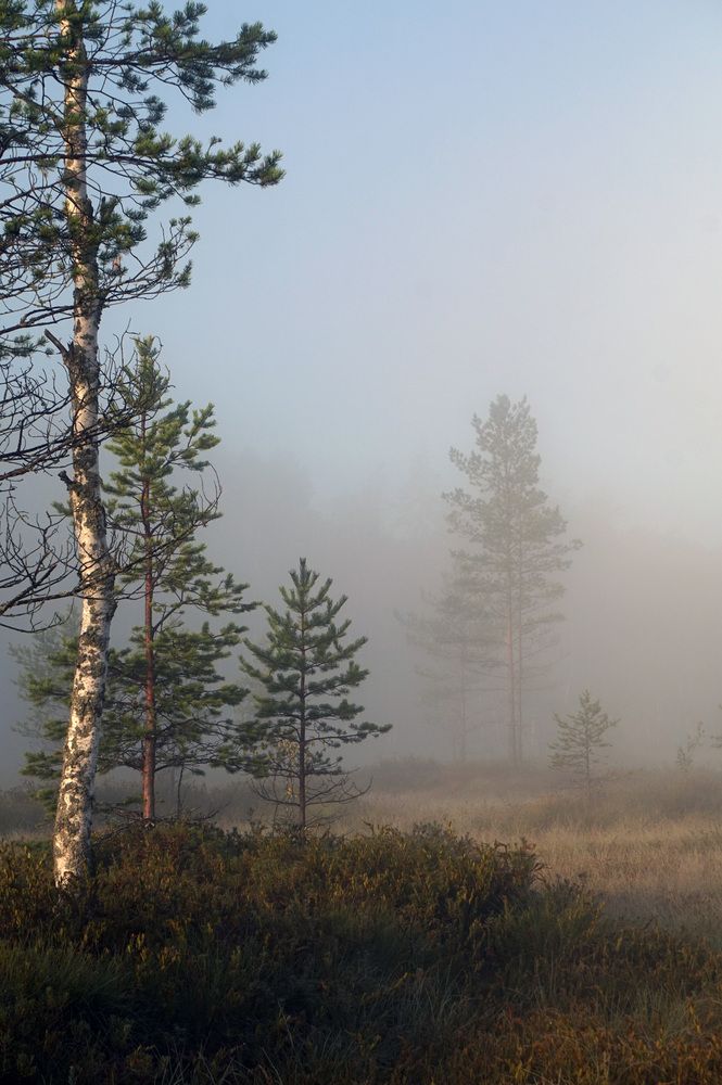 Photograph by Лена Максимкина