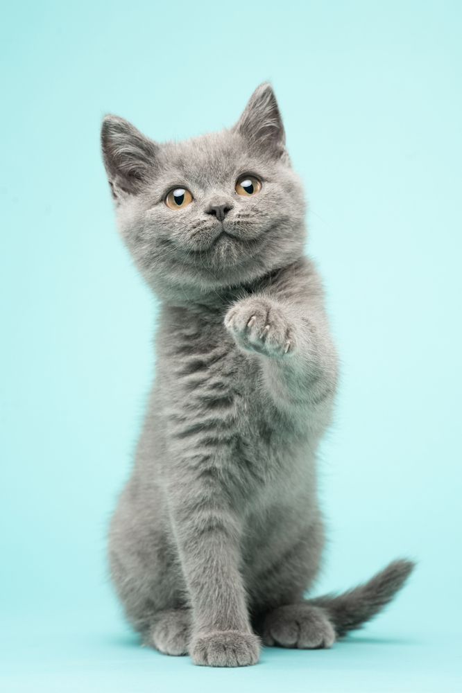 Фотография автора Almasconpelo