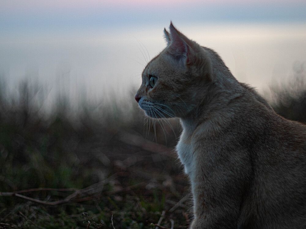 Photograph by Дмитрий Давидов