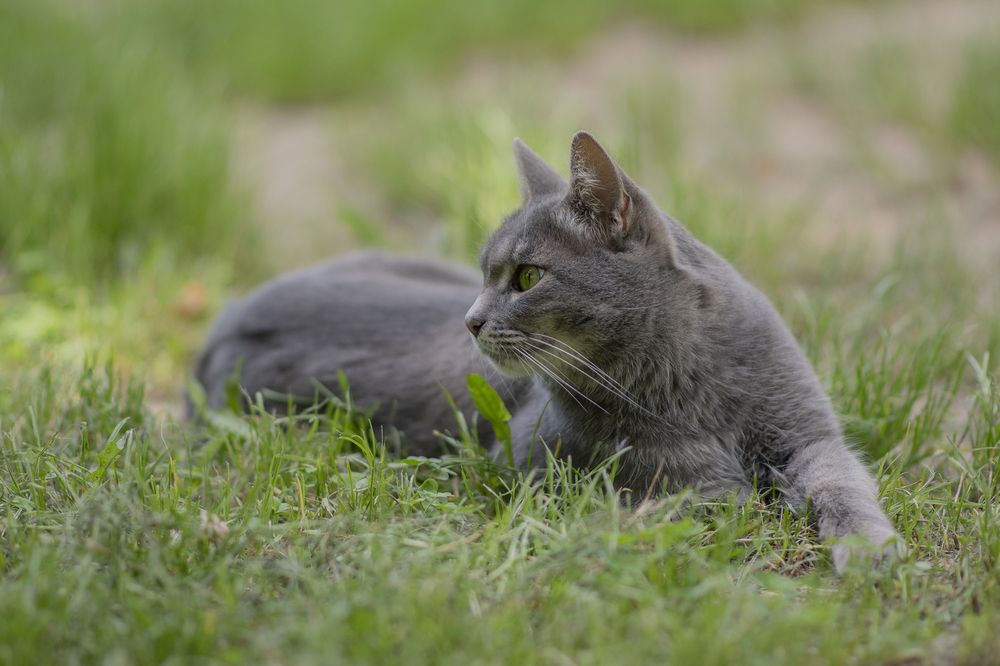 Фотография автора Шипунова Ирина