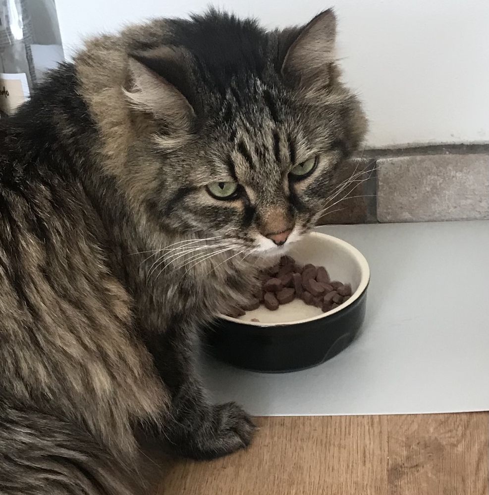 Наш любимец Оззи( ему уже 10,5 лет)