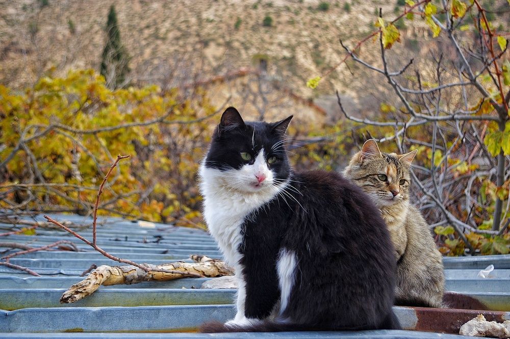 Photograph by Azzeddine Memmou