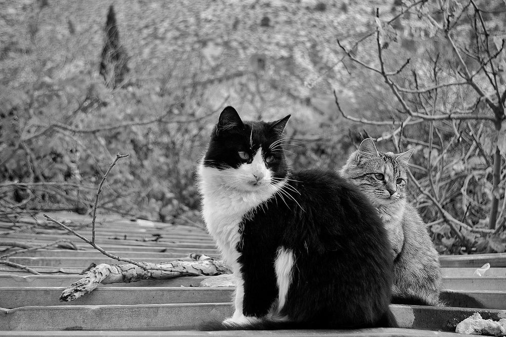 Photograph by Azzeddine Memmou