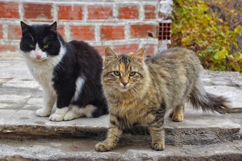 Photograph by Azzeddine Memmou