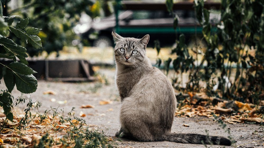 Photograph by Роман Янко