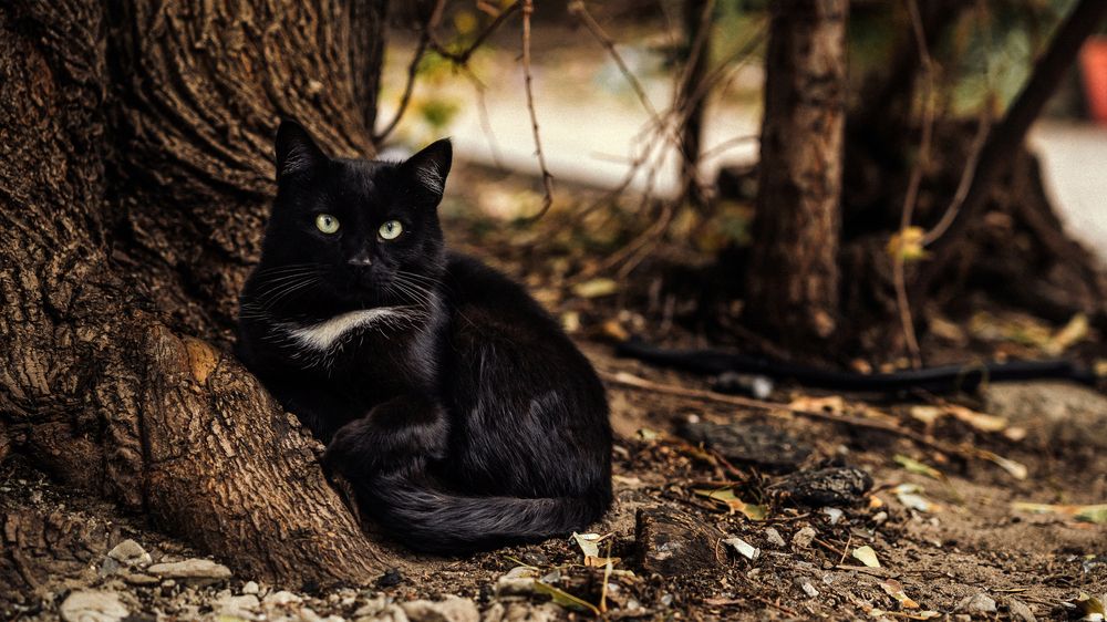 Photograph by Роман Янко