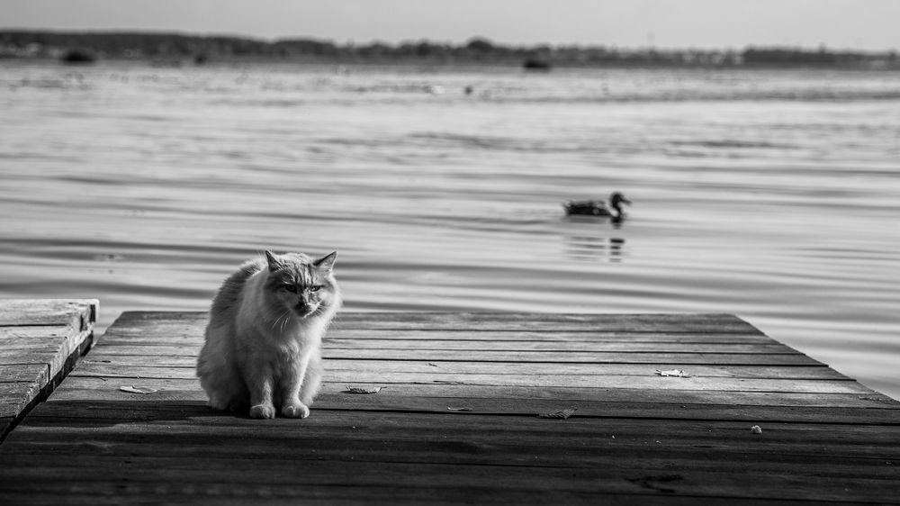 Photograph by Роман Янко