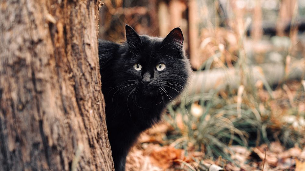 Photograph by Роман Янко