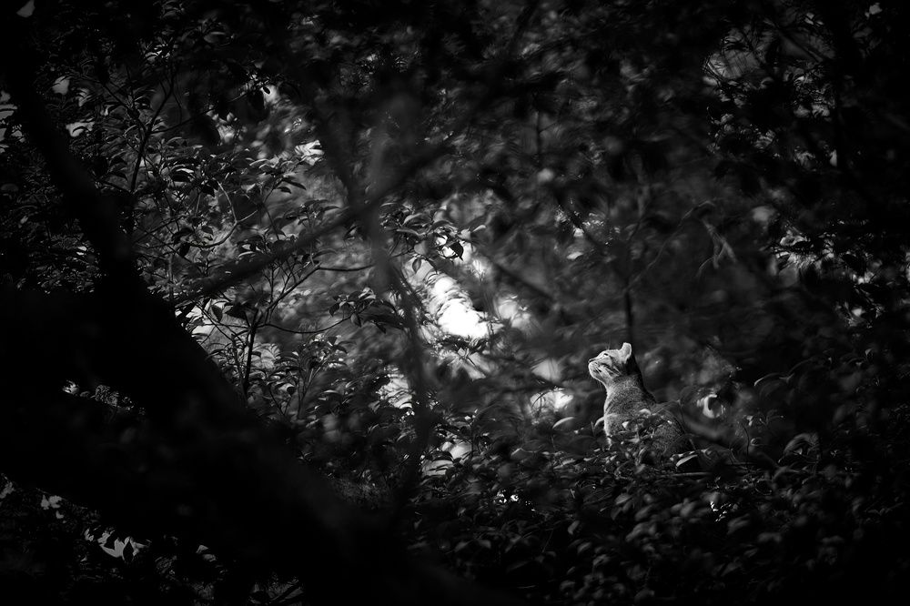 Photograph by Jeffrey Yan