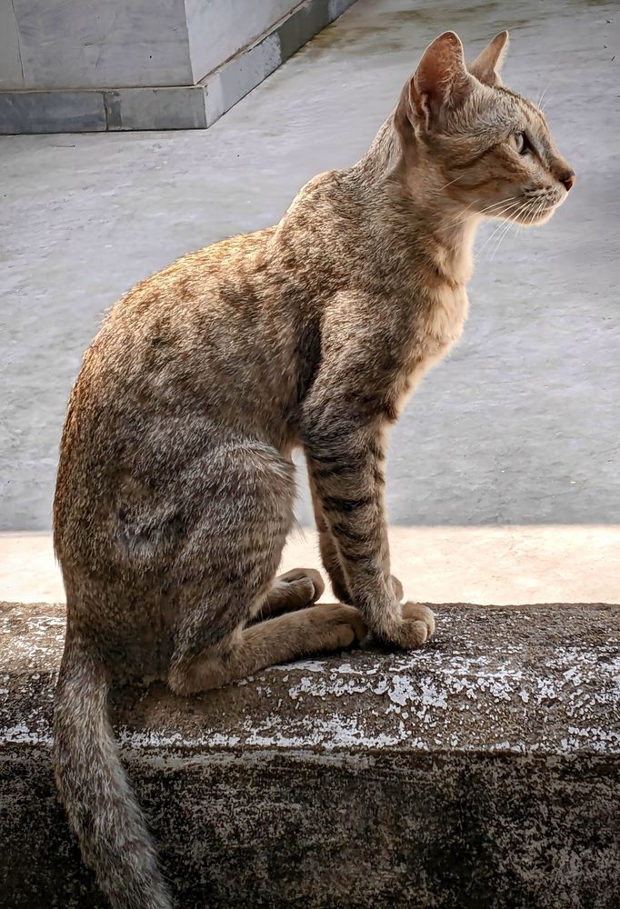 Paws & Pixels: Capturing Feline Magic