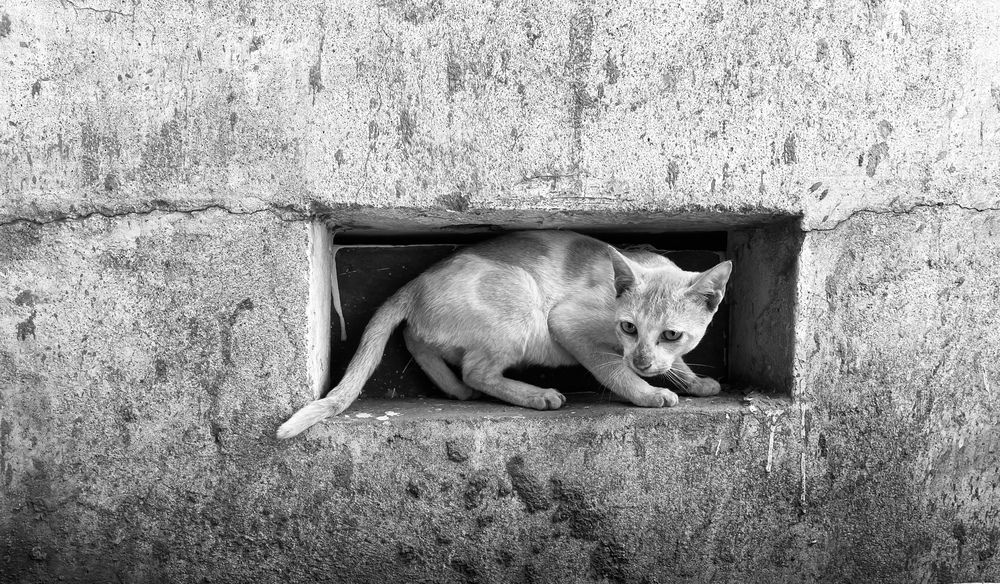 Photograph by Venu Peyyala