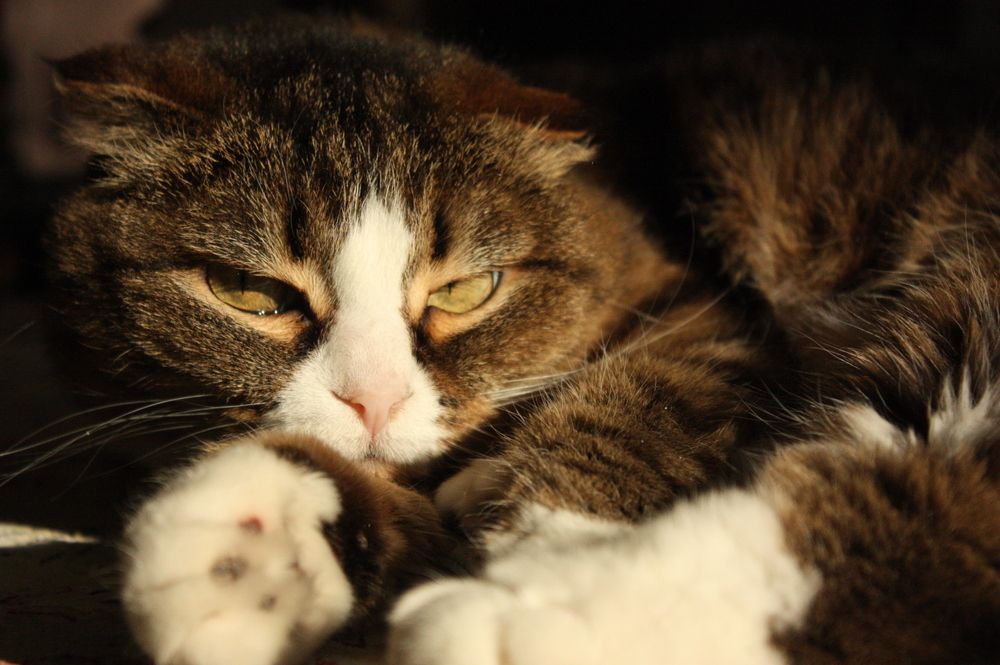 Фотография автора Мостовщикова Мария