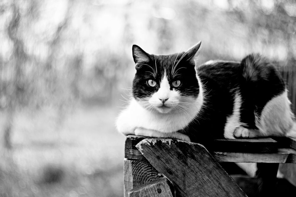 Photograph by Леонид Уральский