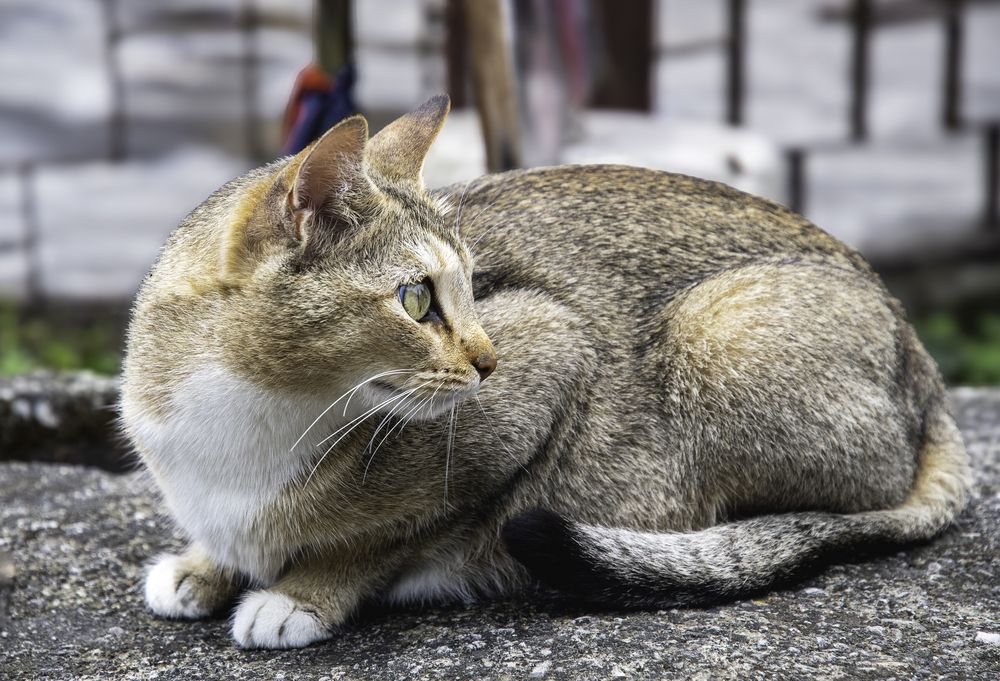 Photograph by Satish Nerlekar